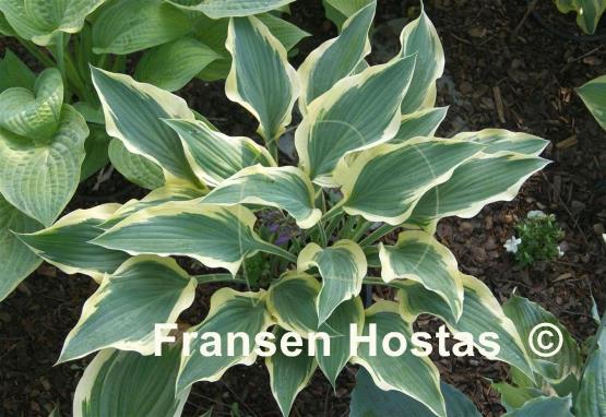 Hosta Francheska